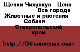 Щенки Чихуахуа › Цена ­ 12000-15000 - Все города Животные и растения » Собаки   . Ставропольский край